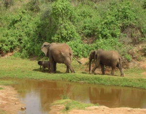 2007_0712Kenya0319 2